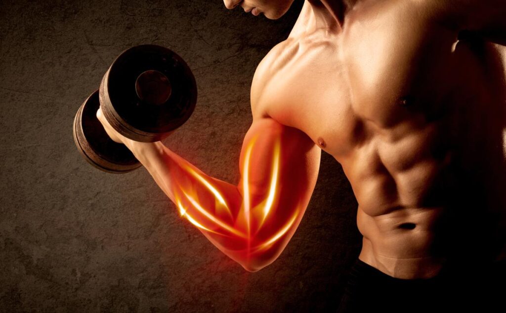 Muscle Growth Anatomy